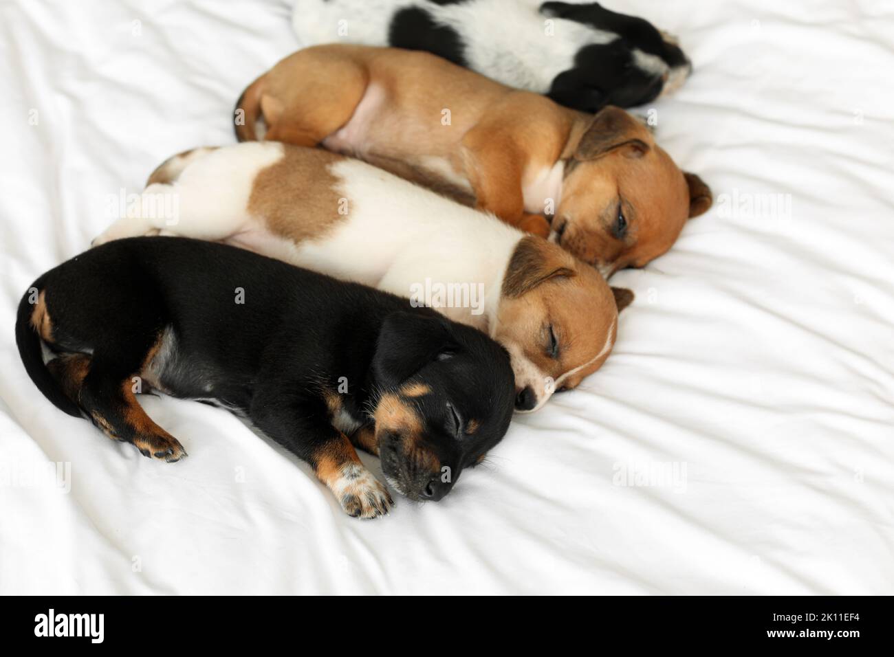 Cute puppies sleeping on bed Stock Photo - Alamy