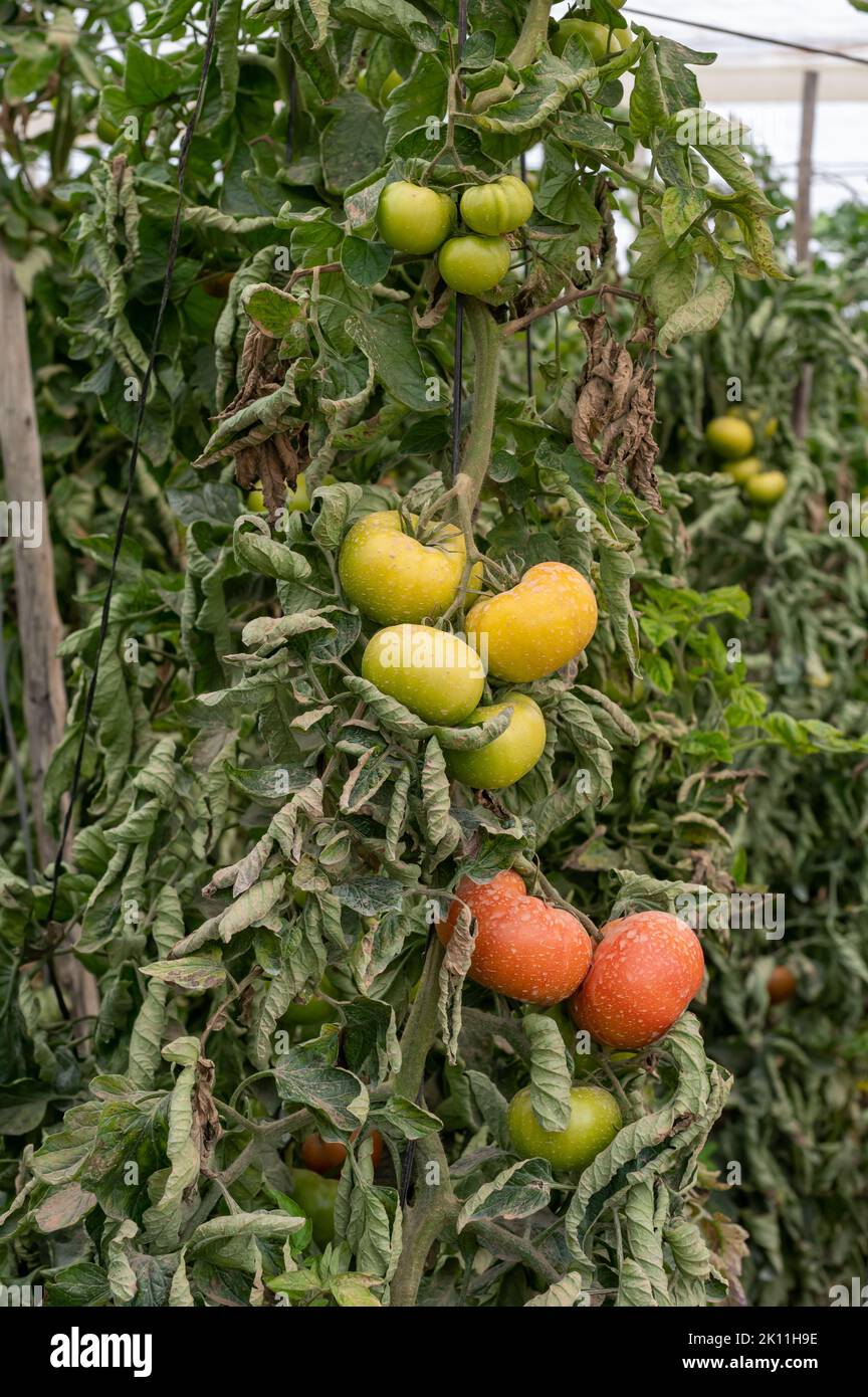 Plastic greenhouse with plantation of big red salad tomatoes vegetables