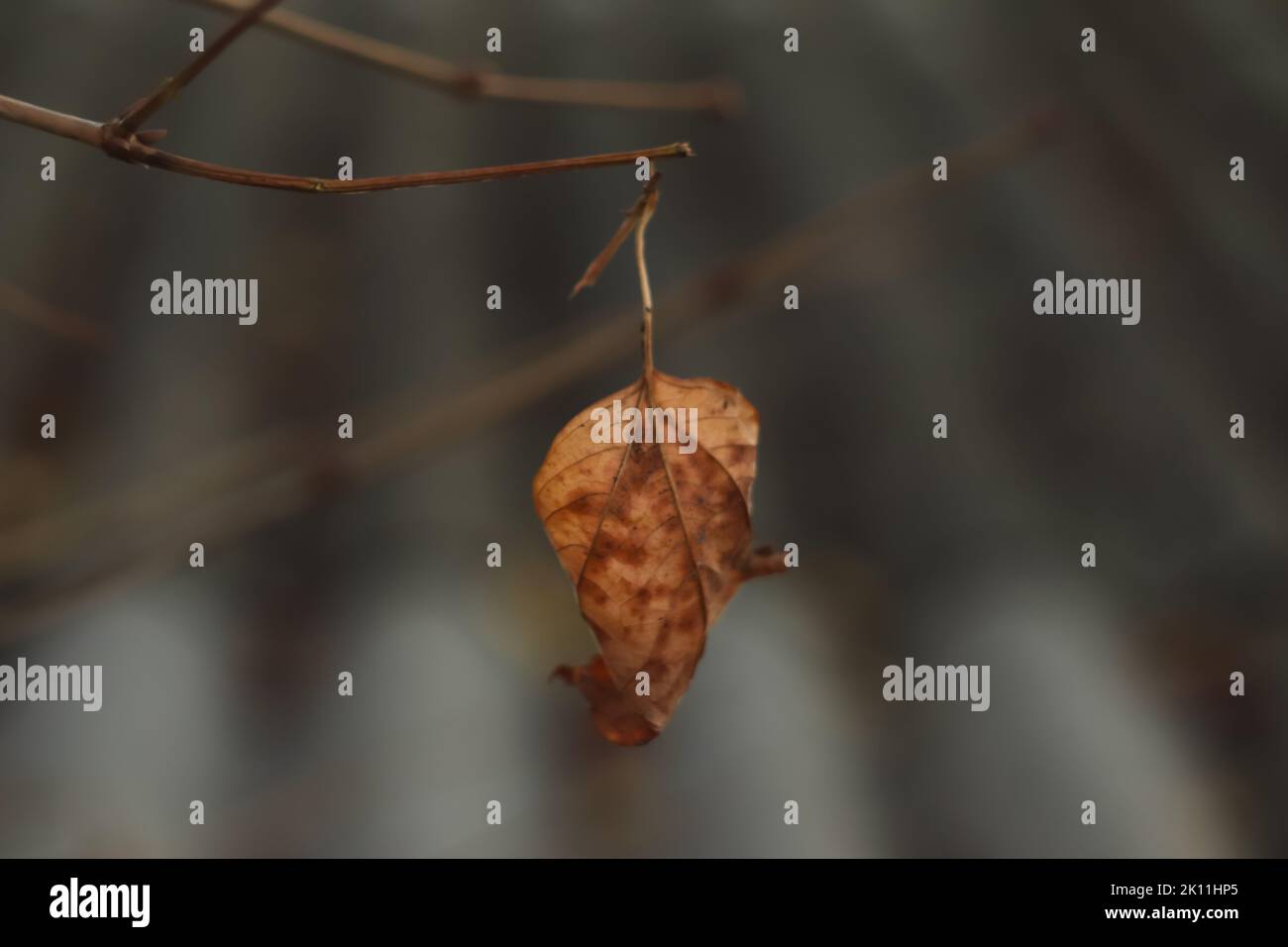 Defocus one dry leaf hi-res stock photography and images - Alamy