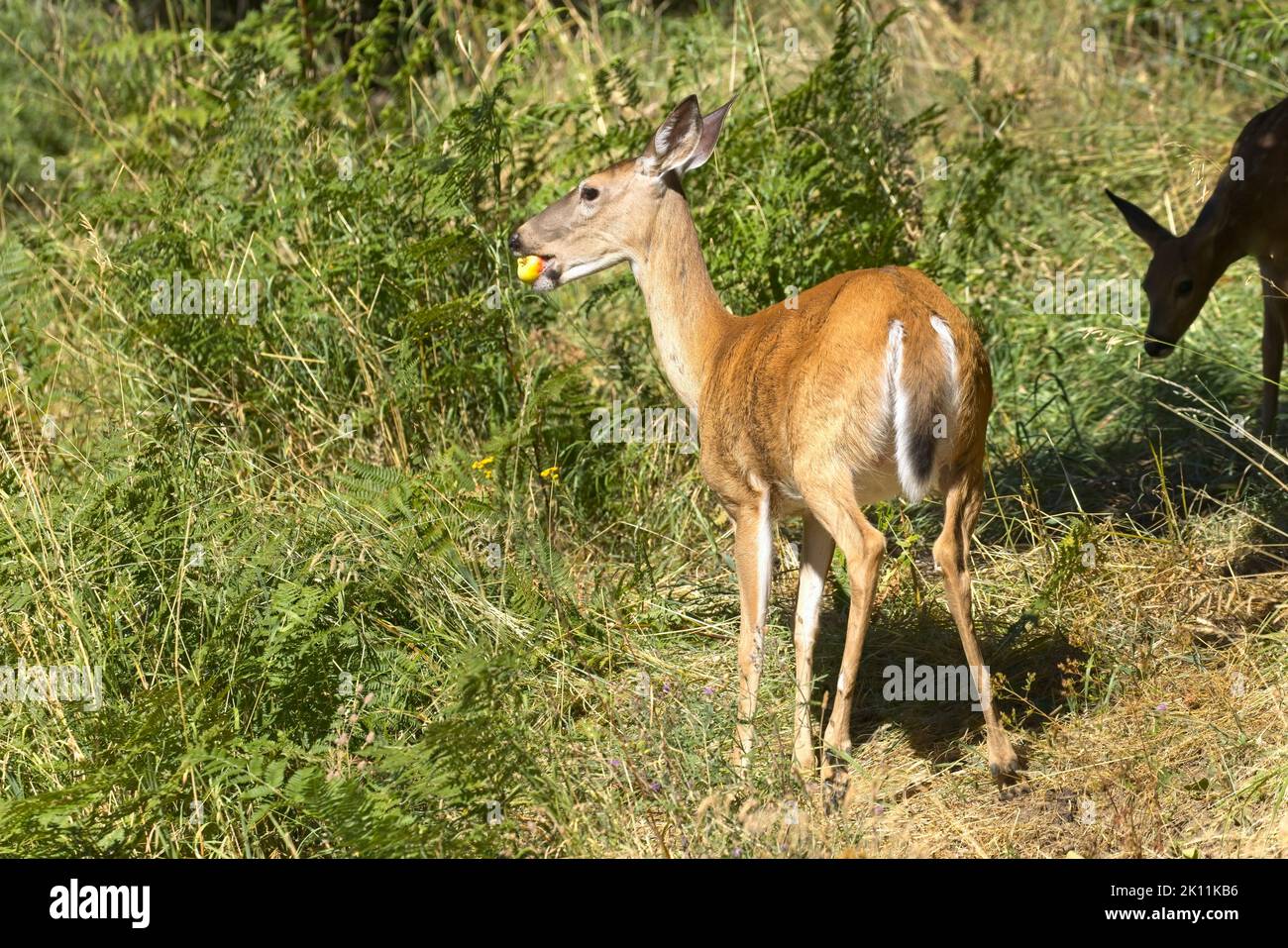 Beautiful young deer eating weeds hi-res stock photography and images ... - Pet Deer Eating Poisonous Weeds