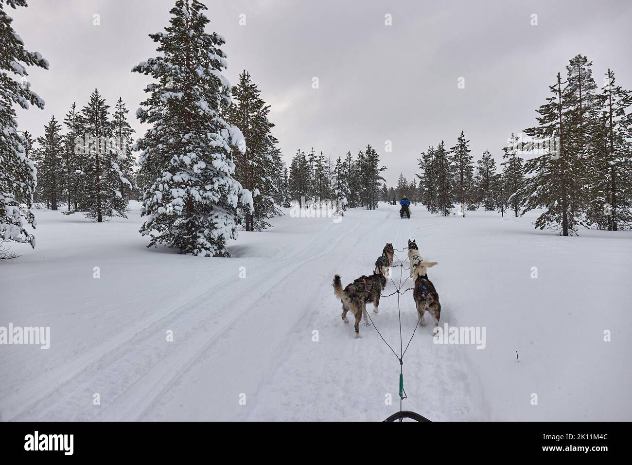 Dog sled ride in winter arctic forest Stock Photo