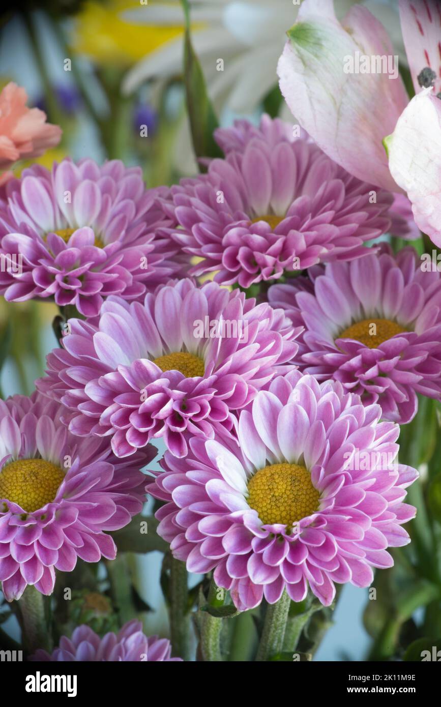 A lovely arrangement of pink Chrysanthemums picked up at the local store to bright the kitchen table in the middle of winter. Stock Photo