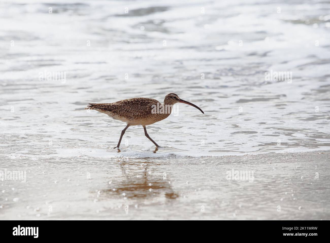 Marbled godwit shorebird walking in shallow water on sunny beach Stock Photo