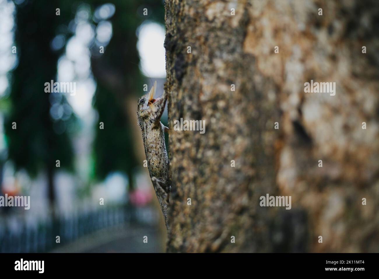 Draco volans ate flying termittes in the tree. Common Gliding Lizard (Draco volans) eating a flying termittes. Stock Photo