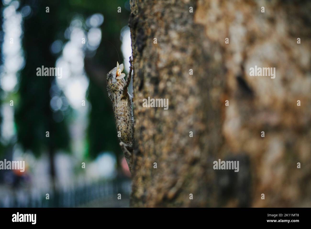 Draco volans ate flying termittes in the tree. Common Gliding Lizard (Draco volans) eating a flying termittes. Stock Photo