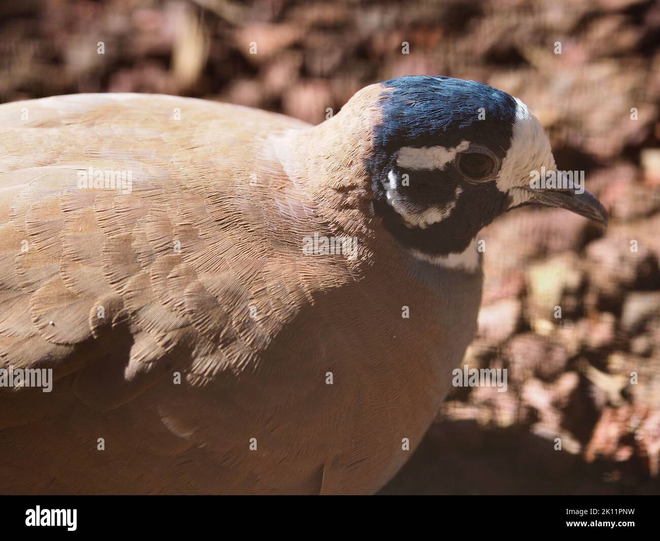 Distinguished dignified male Flock Bronzewing with camouflaged plumage. Stock Photo