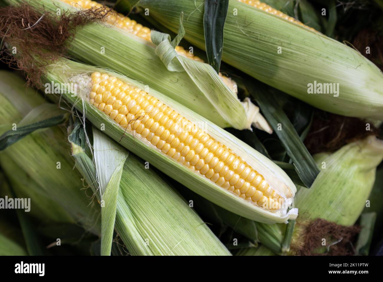 Ears of freshly harvested yellow sweet corn Stock Photo