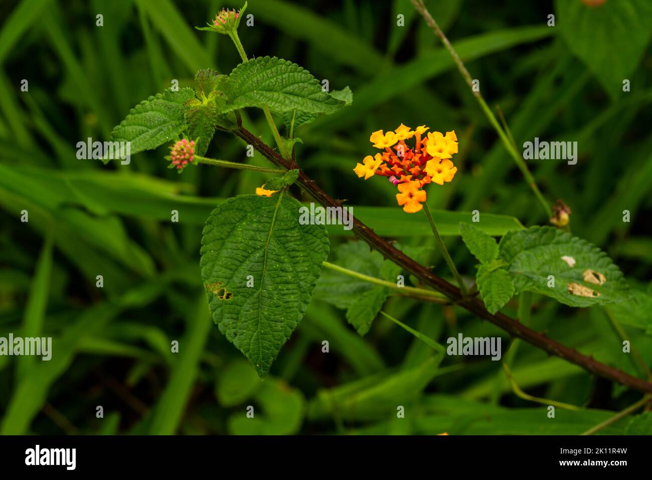 One stalk of a herbaceous grass plant called lantana camara which has several flowers, which bloom in yellow and orange, which are still green and pin Stock Photo
