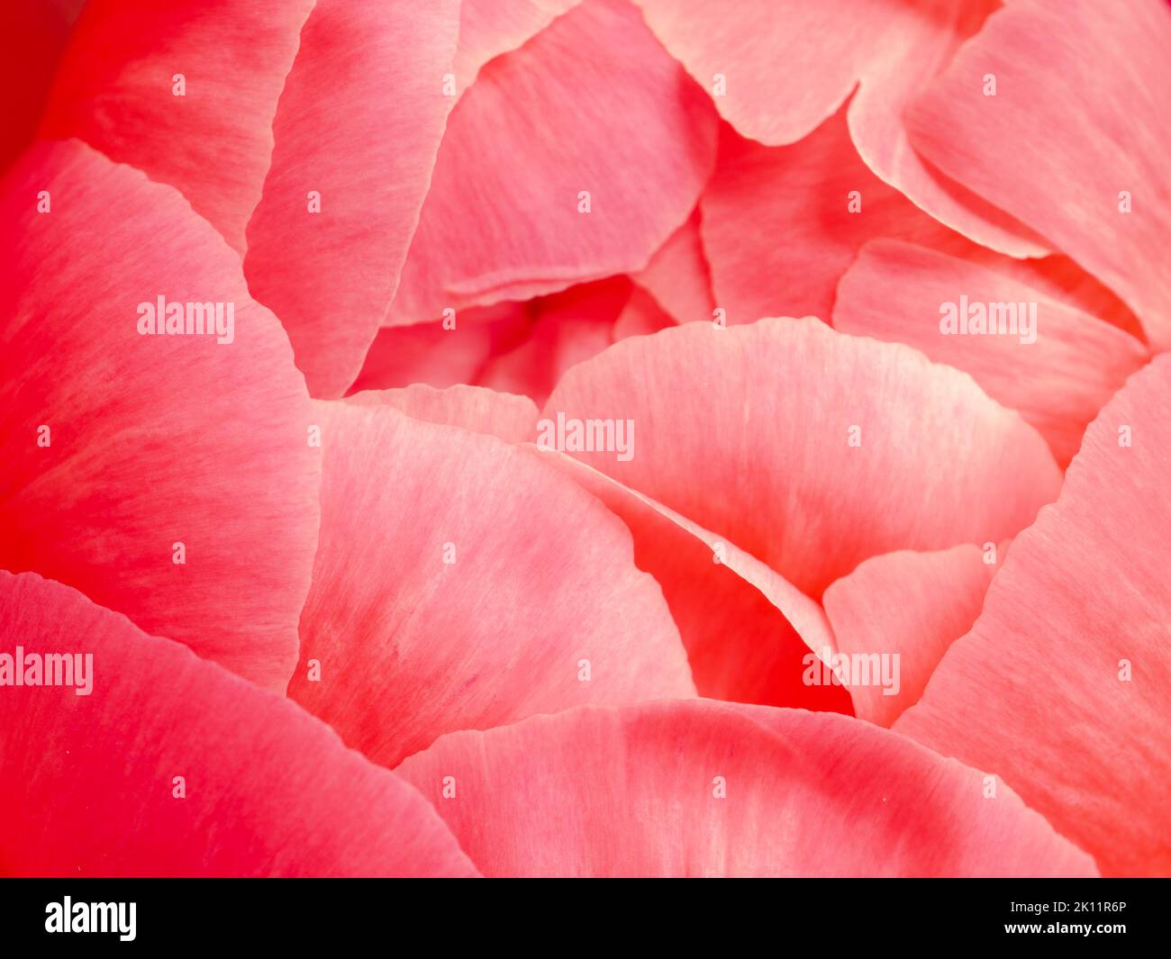 Macro image of the soft petals of a pink Peony flower Stock Photo