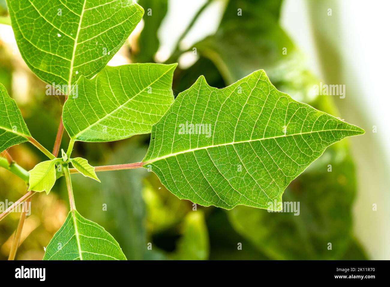 Close up The shoots of the poinsettia plant with fresh green leaves are ...