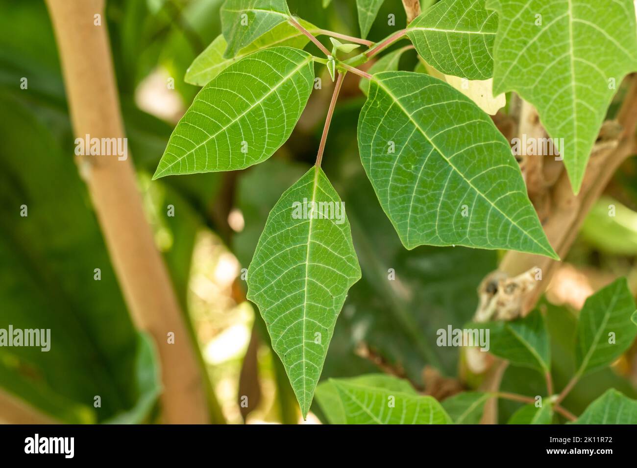 Close up The shoots of the poinsettia plant with fresh green leaves are ...