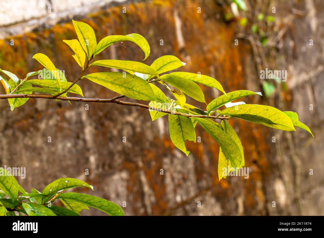 Close up of soursop plant with yellowish green leaves due to disease