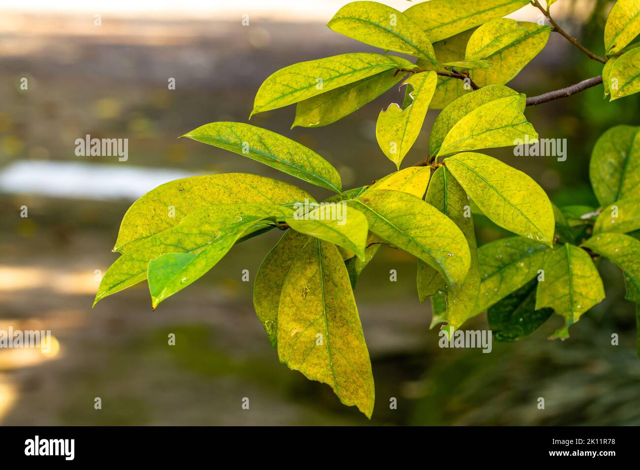 Close up of soursop plant with yellowish green leaves due to disease