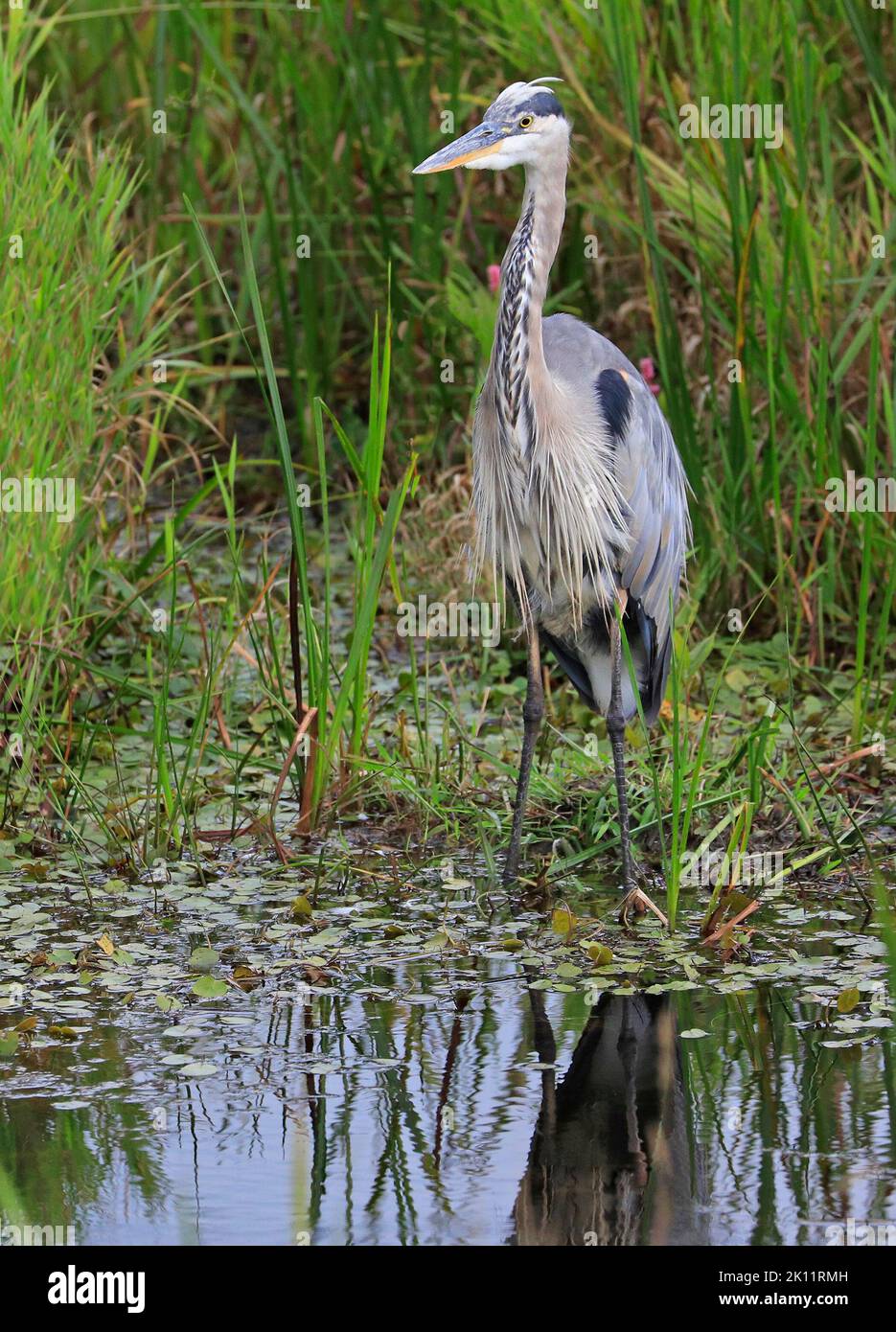 Great blue heron portrait into the swamp, Quebec, Canada Stock Photo
