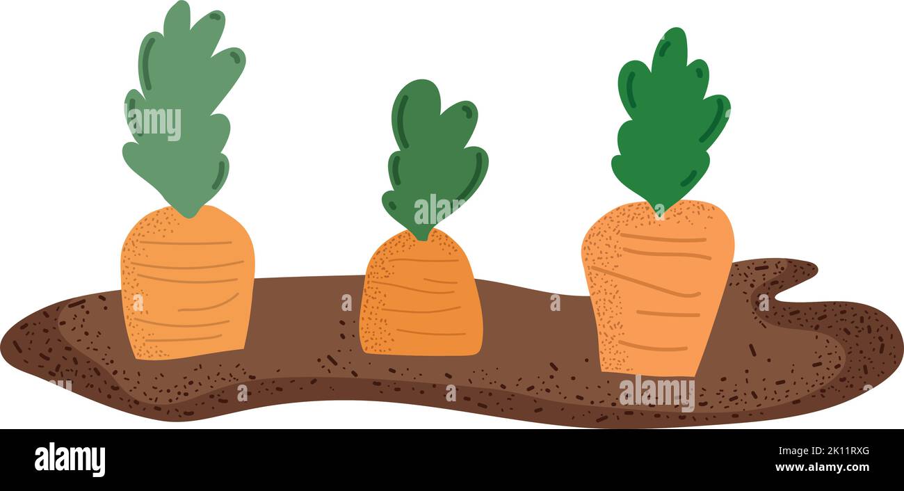 gardening planting a carrots Stock Vector