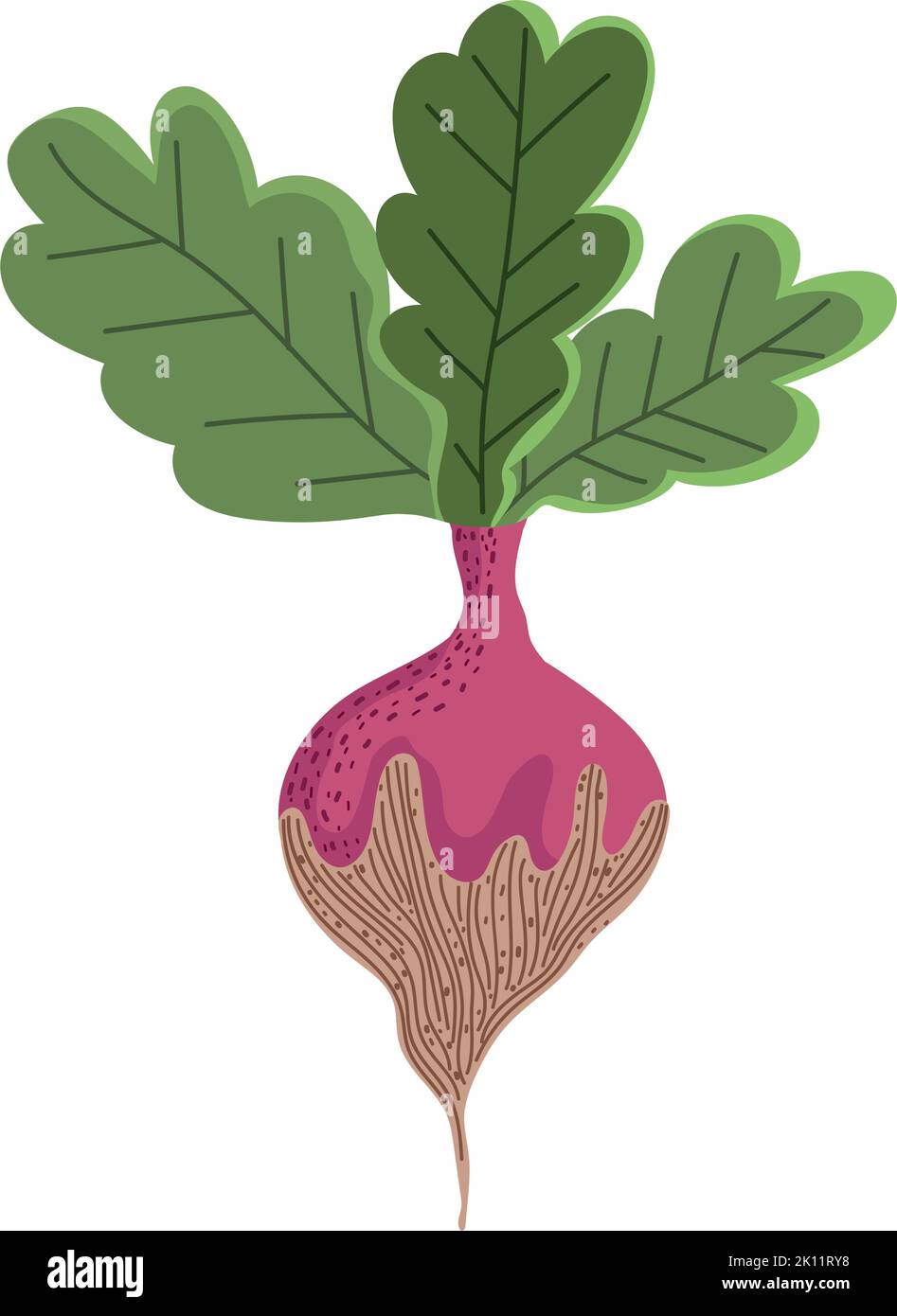 radish vegetable icon Stock Vector