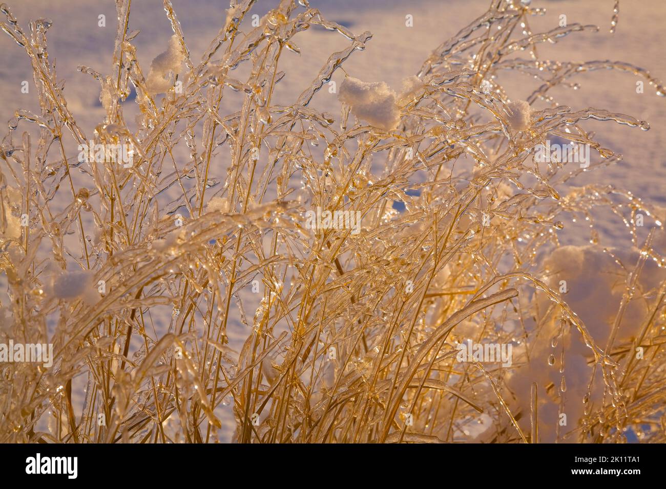 Freezing shrubs hi-res stock photography and images - Alamy