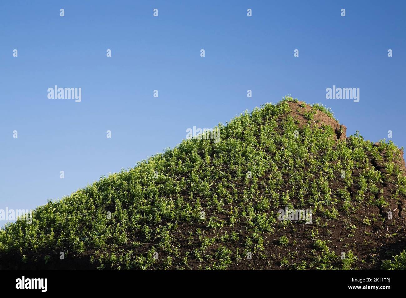 Green perennial plants growing wild on top of mound of topsoil in commercial sandpit in spring. Stock Photo