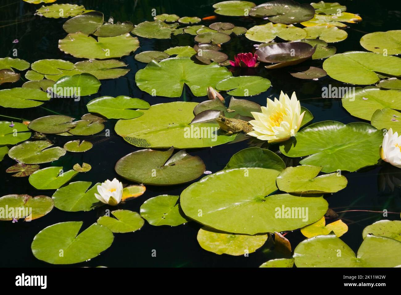 Yellow and white Nymphaea - Waterlily flowers with Rana clamitans - Green Frog on pond surface in spring. Stock Photo