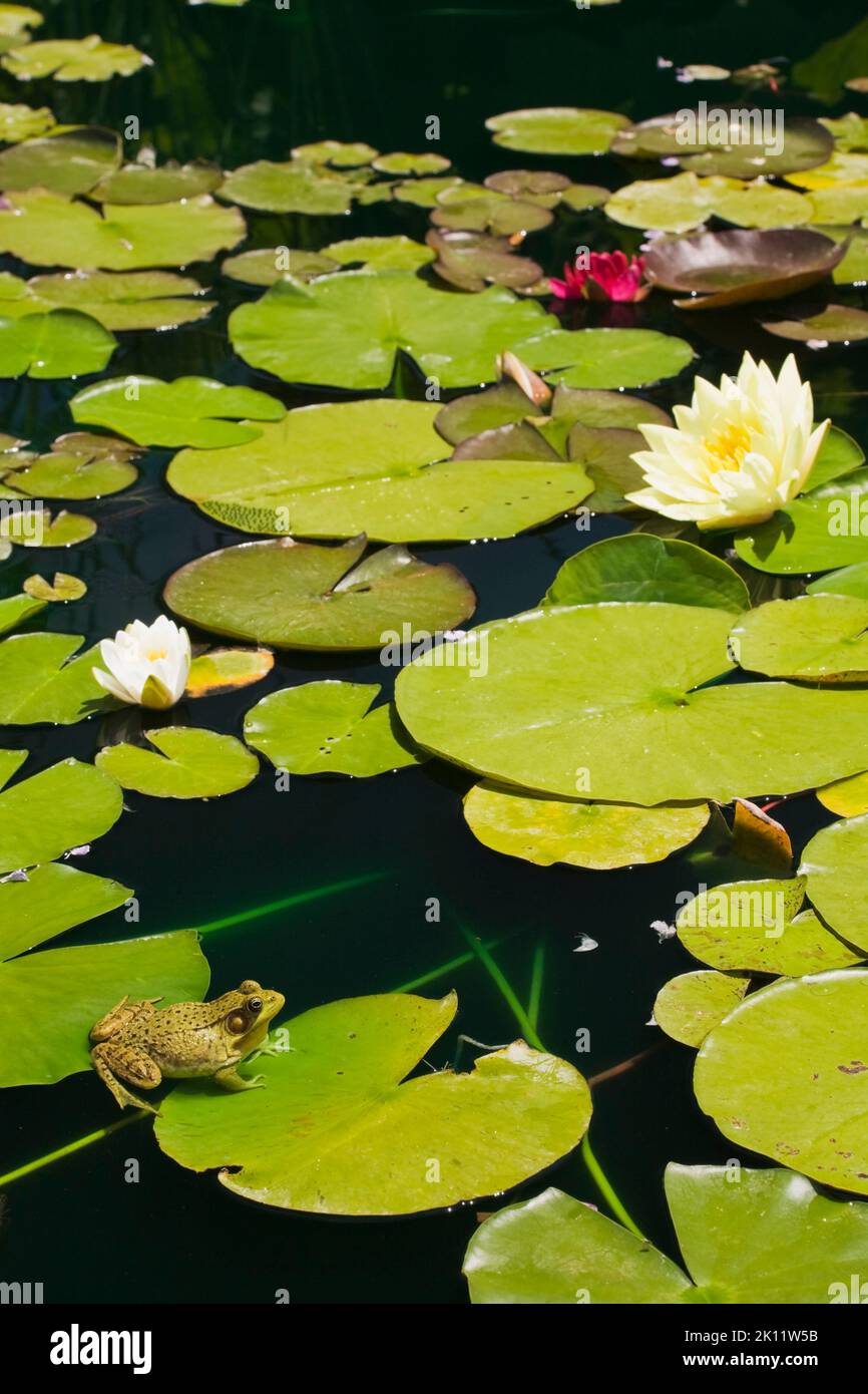 Yellow and white Nymphaea - Waterlily flowers with Rana clamitans - Green Frog on pond surface in spring. Stock Photo