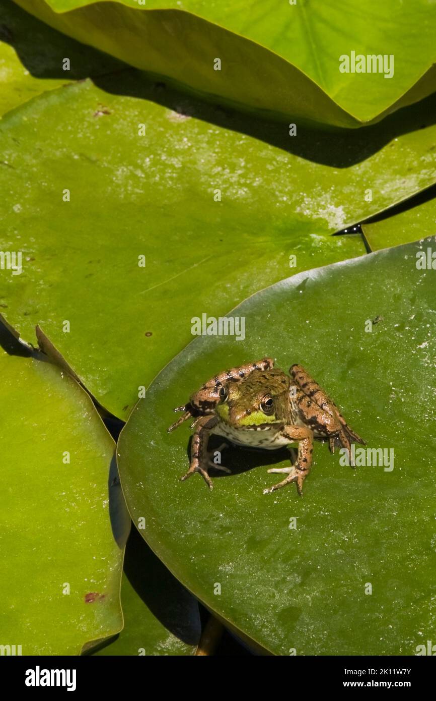 Rana clamitans - Green Frog resting on Nymphaea - Waterlily pads on pond surface in spring. Stock Photo