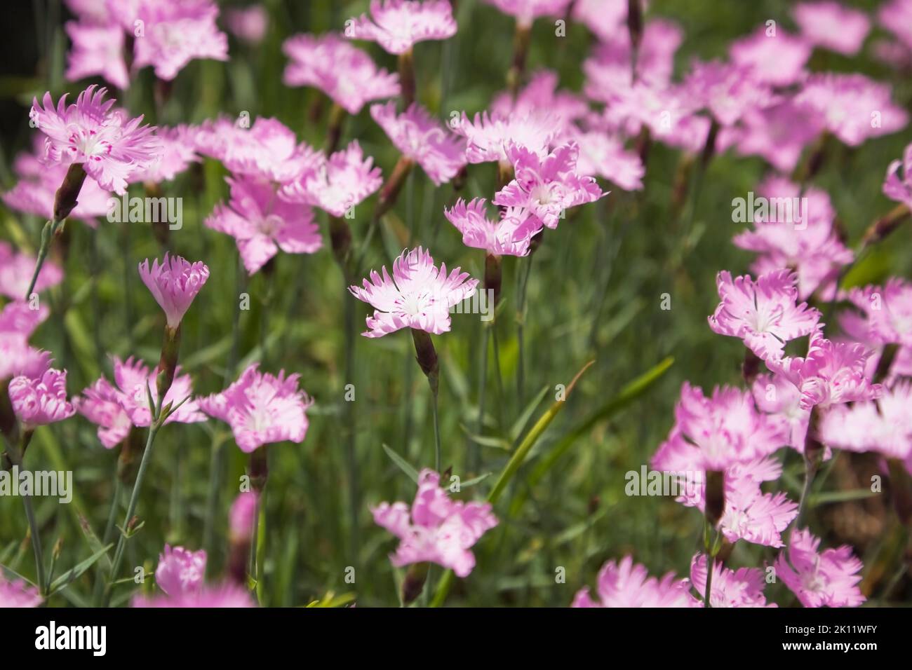 Dianthus gratianopolitanus 'Cheddar Pink' - Carnation flowers in late spring. Stock Photo