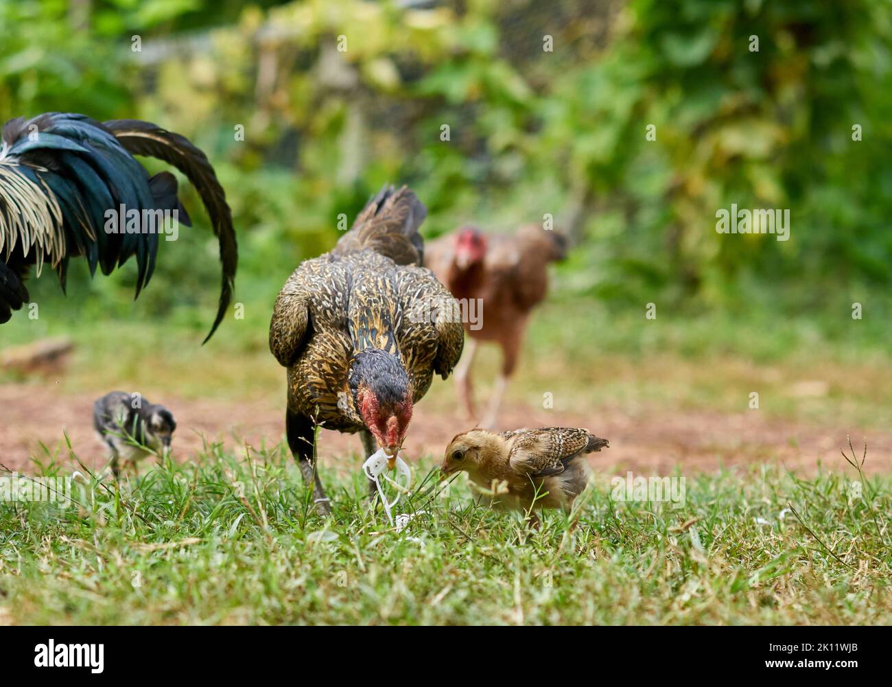 Funny free range chickens eating noodles. Stock Photo