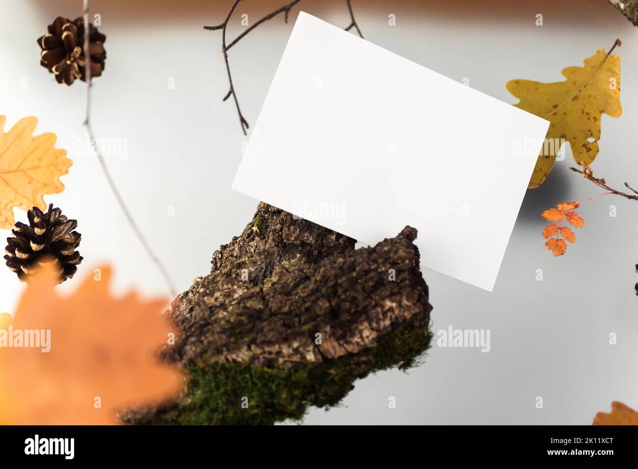 Autumn leaves on a hazy multi-level background, with natural elements ...