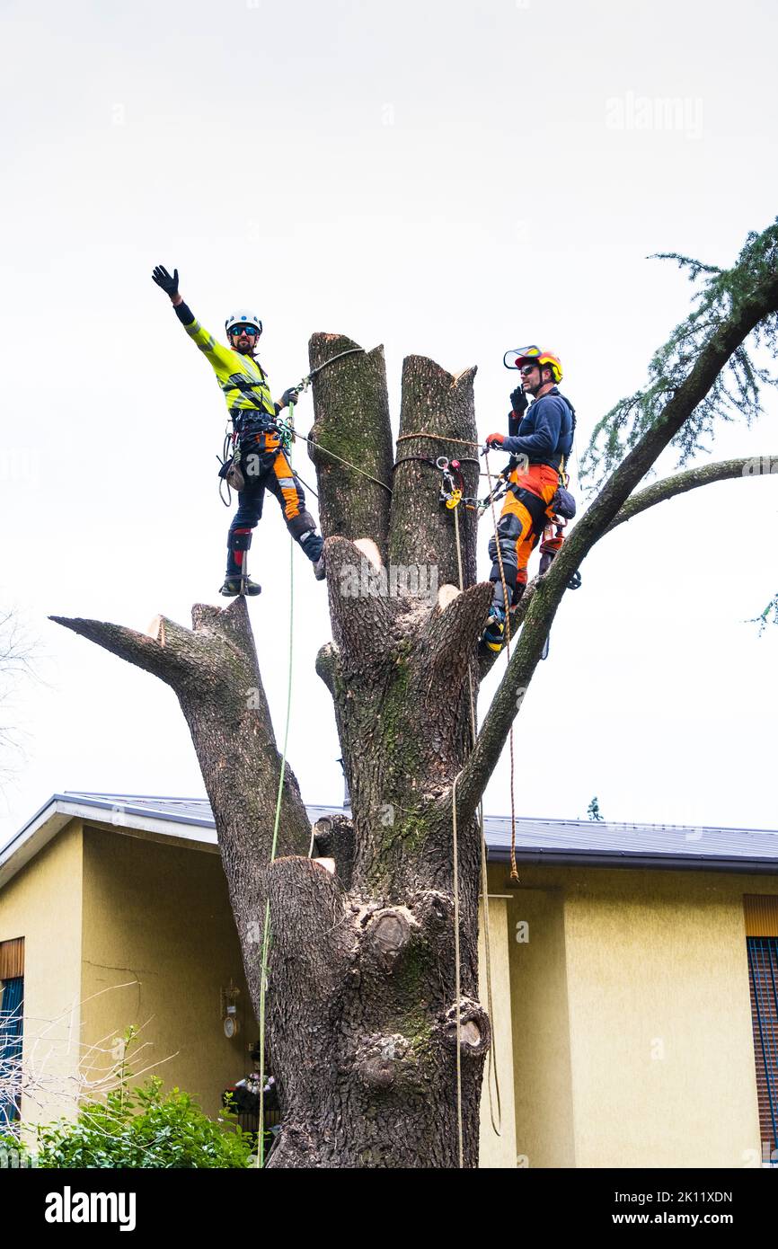 Man in a  Cedrus atlantica tree with a chainsaw Stock Photo