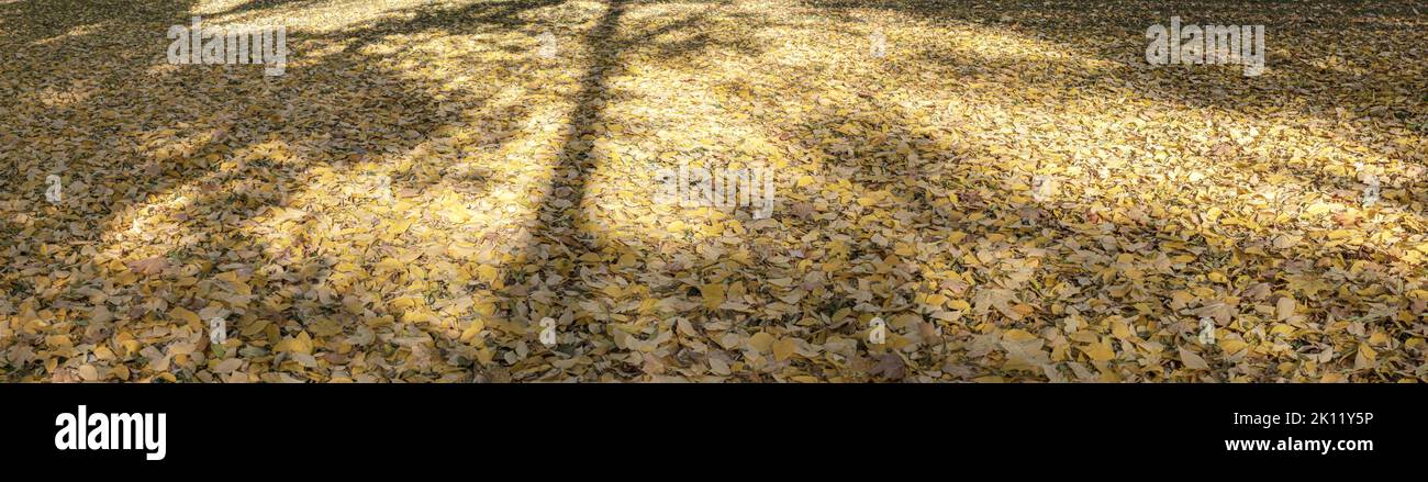 colorful yellow leaves on the ground. sunny autumn panorama with trees shadows. Stock Photo