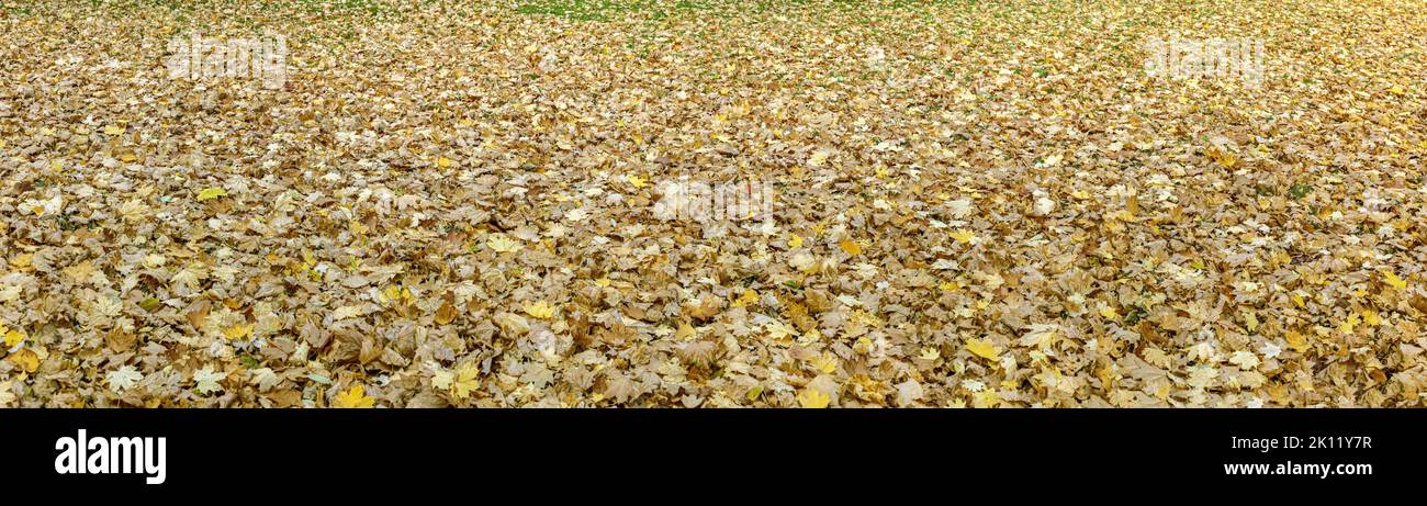 fallen yellow and orange maple foliage on park ground. panoramic autumn background. Stock Photo