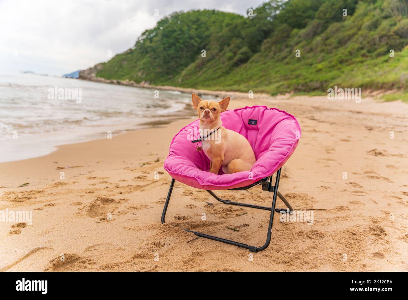Pet sun lounger 2025