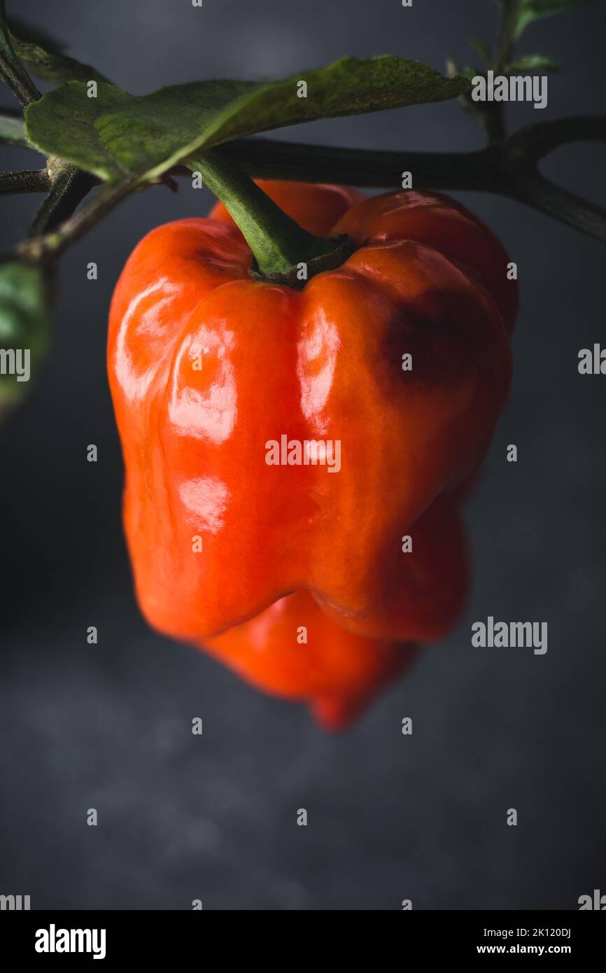 close-up of habanero chili pepper grow in the plant, red color hot variety of capsicum, dark moody background with copy space Stock Photo