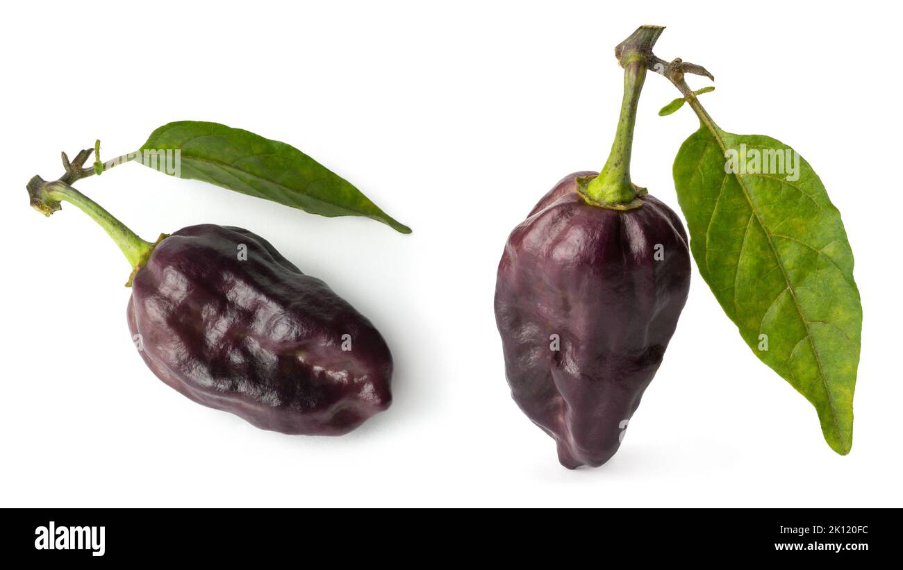 purple chili peppers with leaf isolated on white background, purple color hot variety of capsicum, collection with different angles Stock Photo