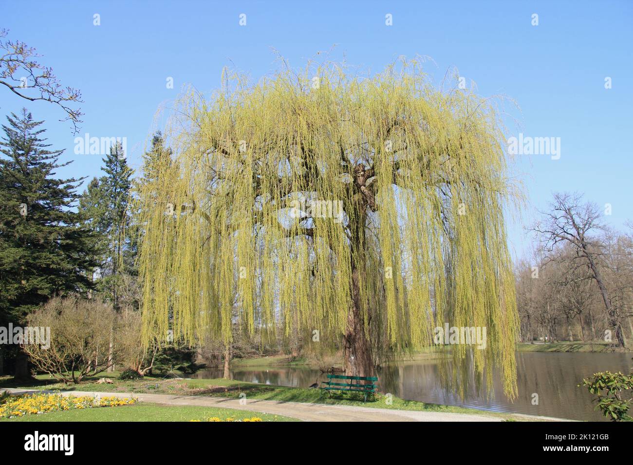 The True weeping willow (Salix babylonica) is a plant from the kind of willow Stock Photo