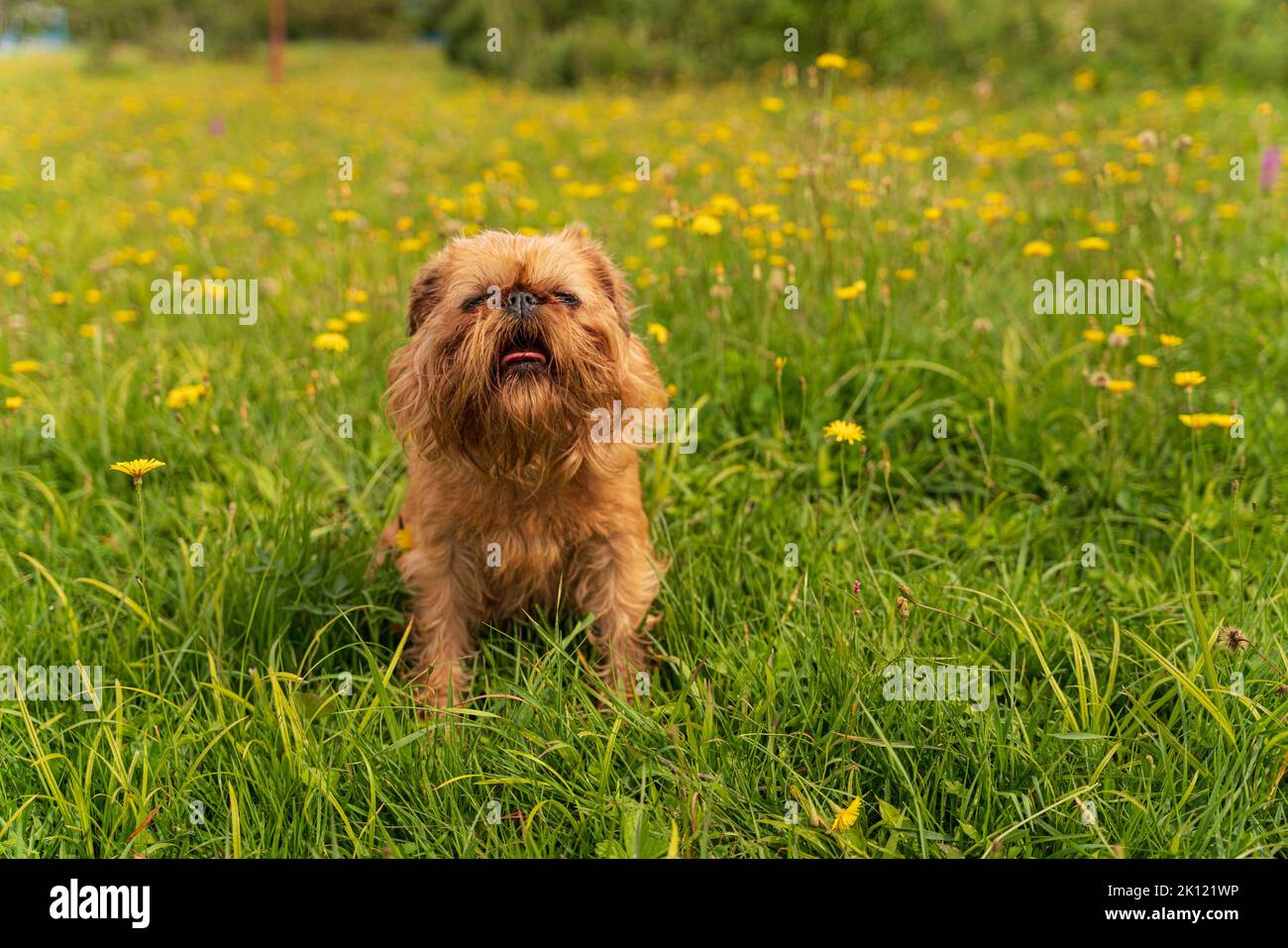 Red dog breed Brussels Griffon on green grass, wreath on head . High