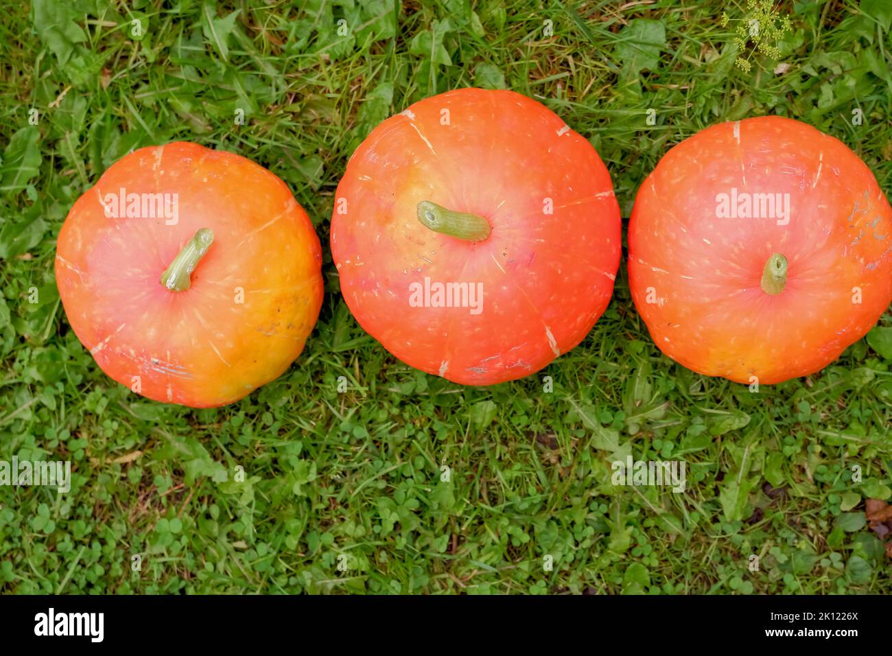 Large and Small Ripe Orange Pumpkins Used as Decorations on Grass Lawn ...
