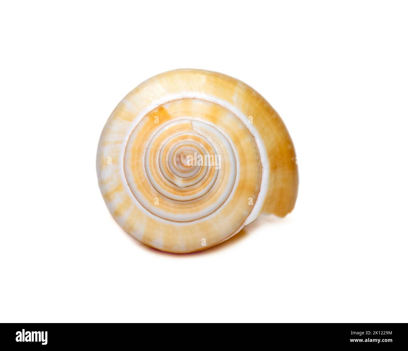 Laevistrombus canarium (commonly known as the dog conch or by its better-known synonym, Strombus canarium) is a species of edible sea snail. Sea snail Stock Photo