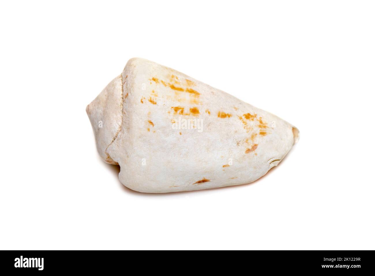 Image of white conch shell isolated on white background. Undersea Animals. Sea Shells. Stock Photo