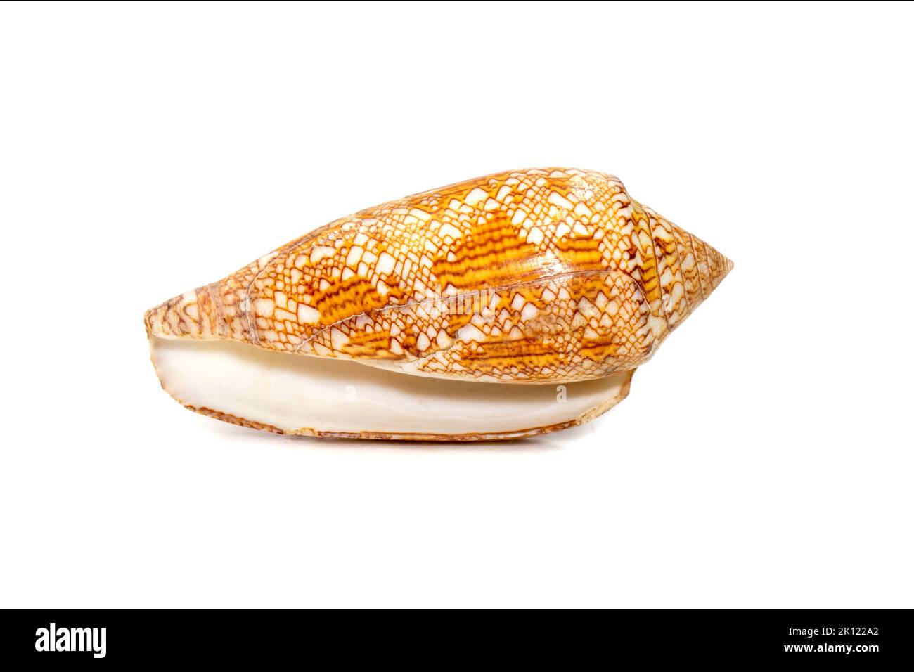 Image of conus omaria patonganus sea shell is a species of sea snail, a marine gastropod mollusk in the family Conidae, the cone snails and their alli Stock Photo