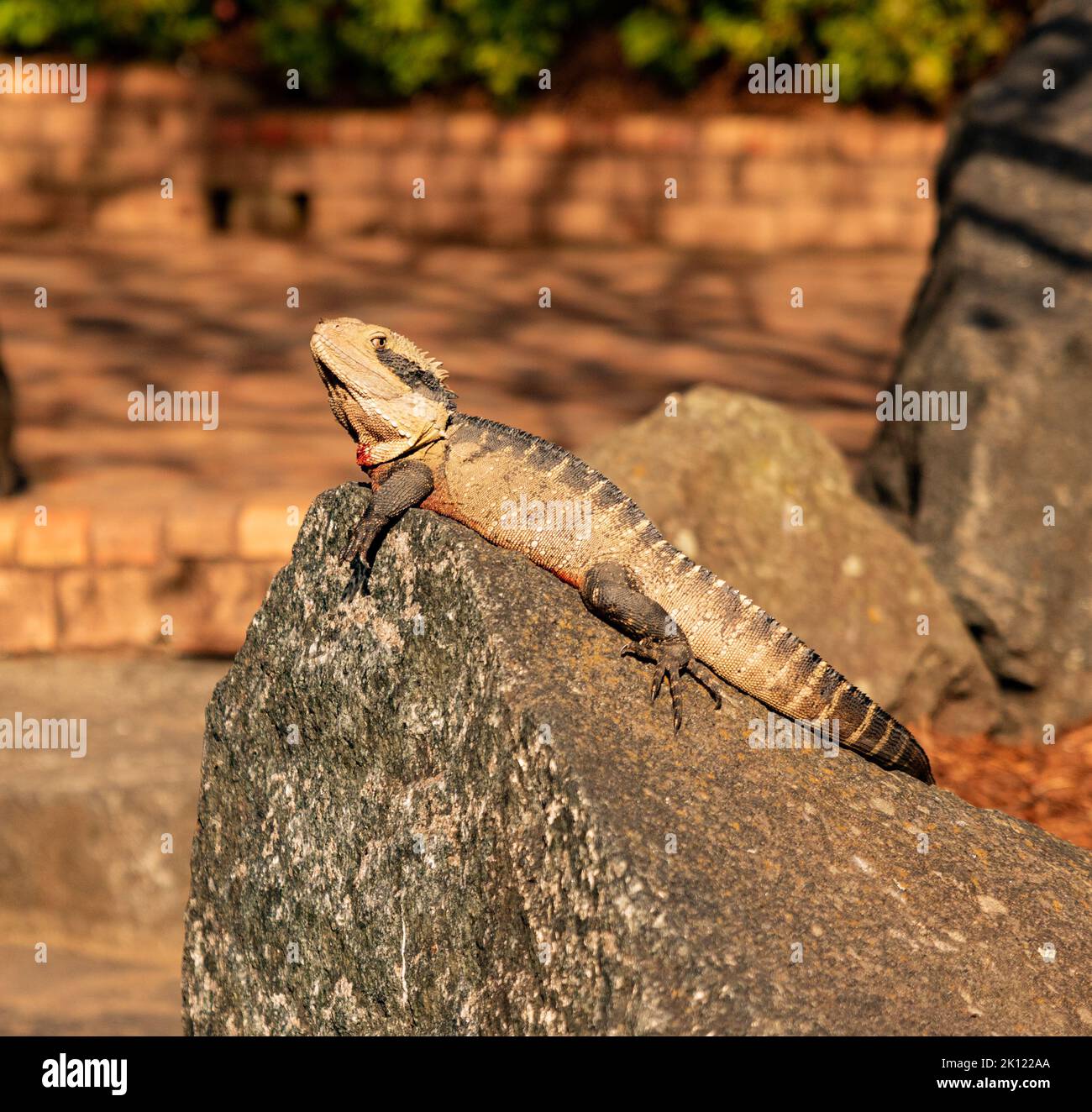 A lizard sunbathing on rocks Stock Photo