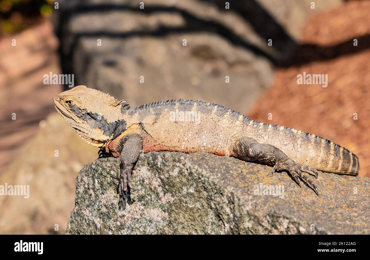 A lizard sunbathing on rocks Stock Photo