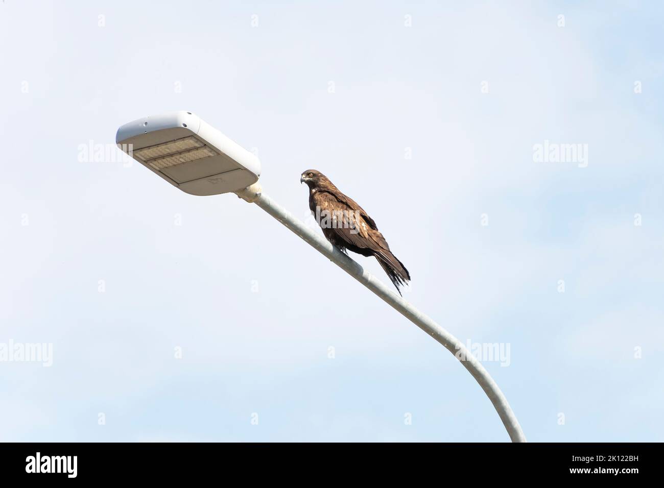 a brown kite sits on a street lamp against a cloudy sky Stock Photo