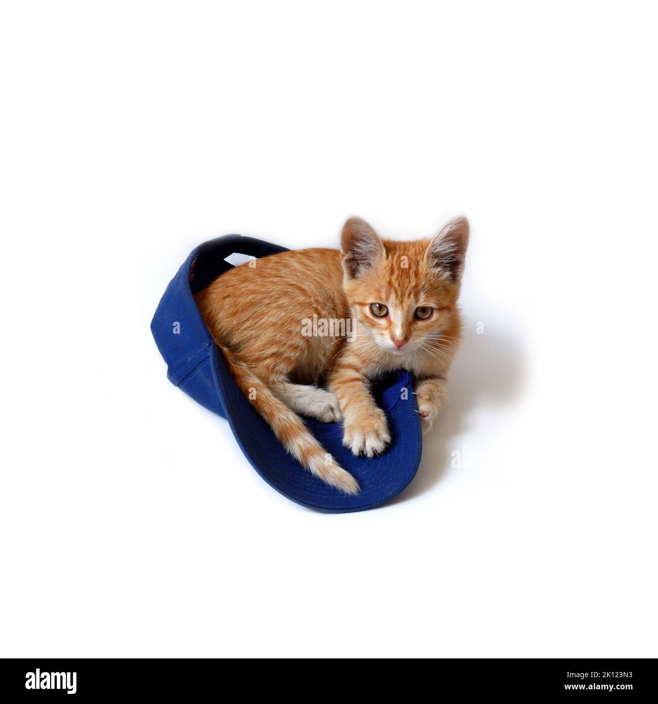 Red kitten lies in a blue baseball cap on a white background. Stock Photo