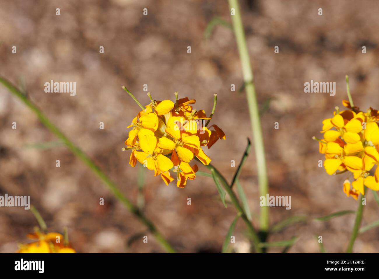 Yellow flowering raceme inflorescence of Erysimum Capitatum, Brassicaceae, native in the San Jacinto Mountains, Peninsular Ranges, Summer. Stock Photo