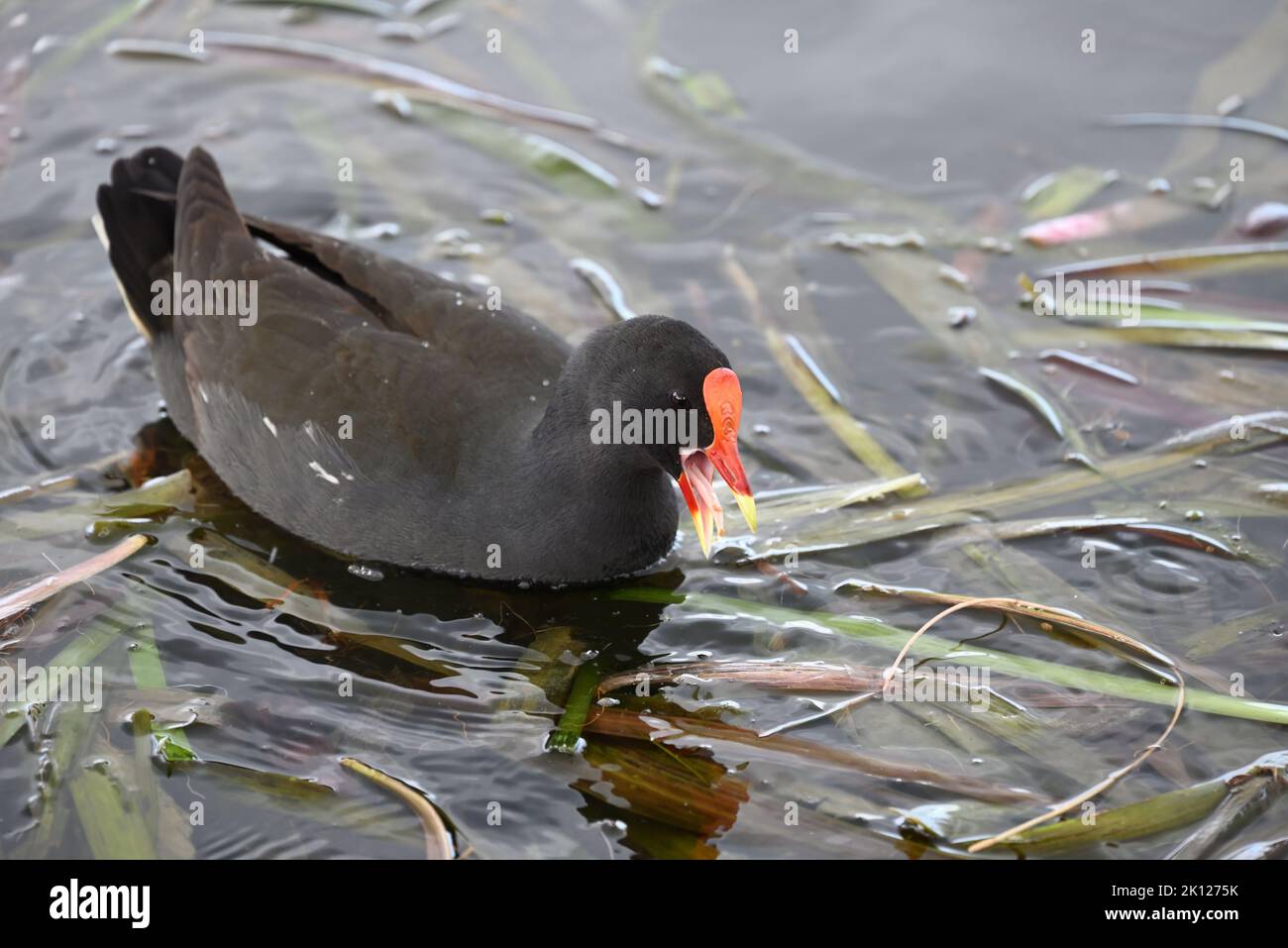 Dusky moorhen in a lake, amongst green reeds, with its bill open and tongue visible as it eats something found in the water Stock Photo