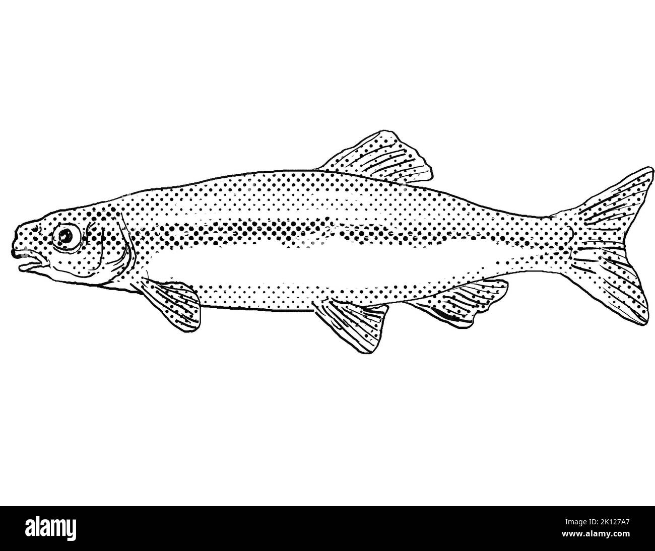 Cartoon style drawing of a bluntnose minnow or Pimephales notatus freshwater fish found in North America with halftone dots on isolated background in Stock Photo