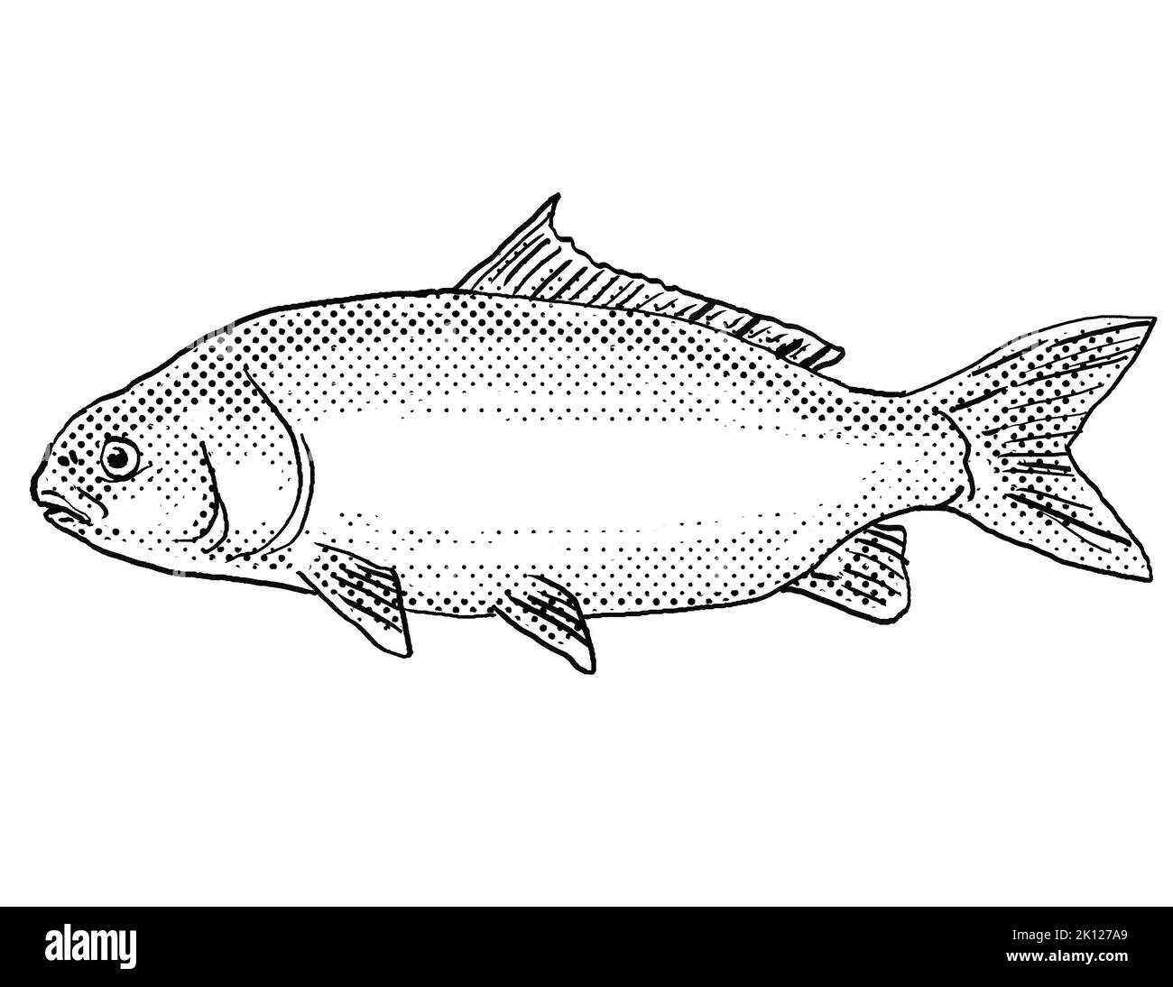 Cartoon style drawing of a black buffalo or Ictiobus niger  freshwater fish found in North America with halftone dots on isolated background in black Stock Photo