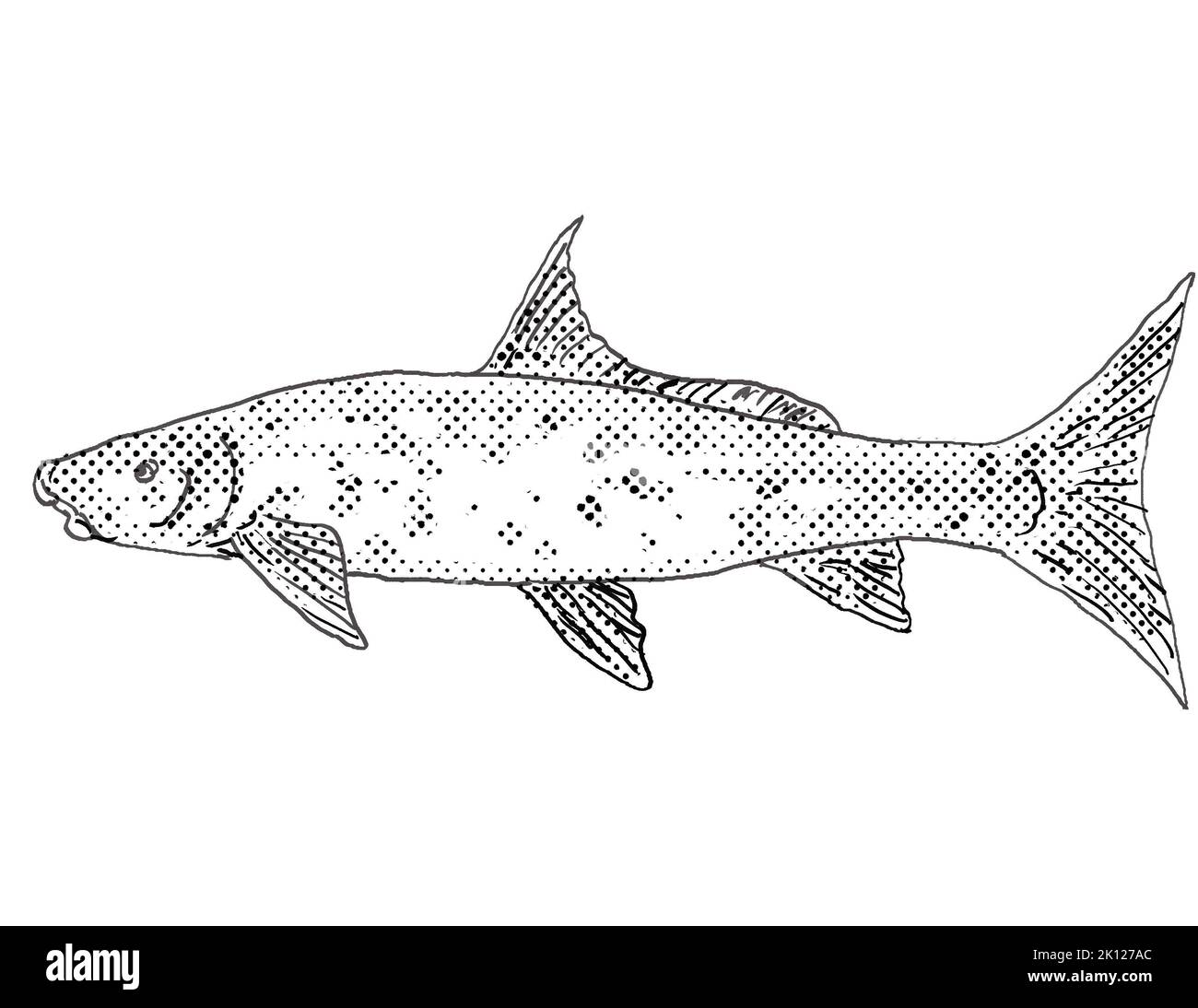 Cartoon style drawing of a blue sucker or Cycleptus elongatus freshwater fish found in North America with halftone dots on isolated background in blac Stock Photo