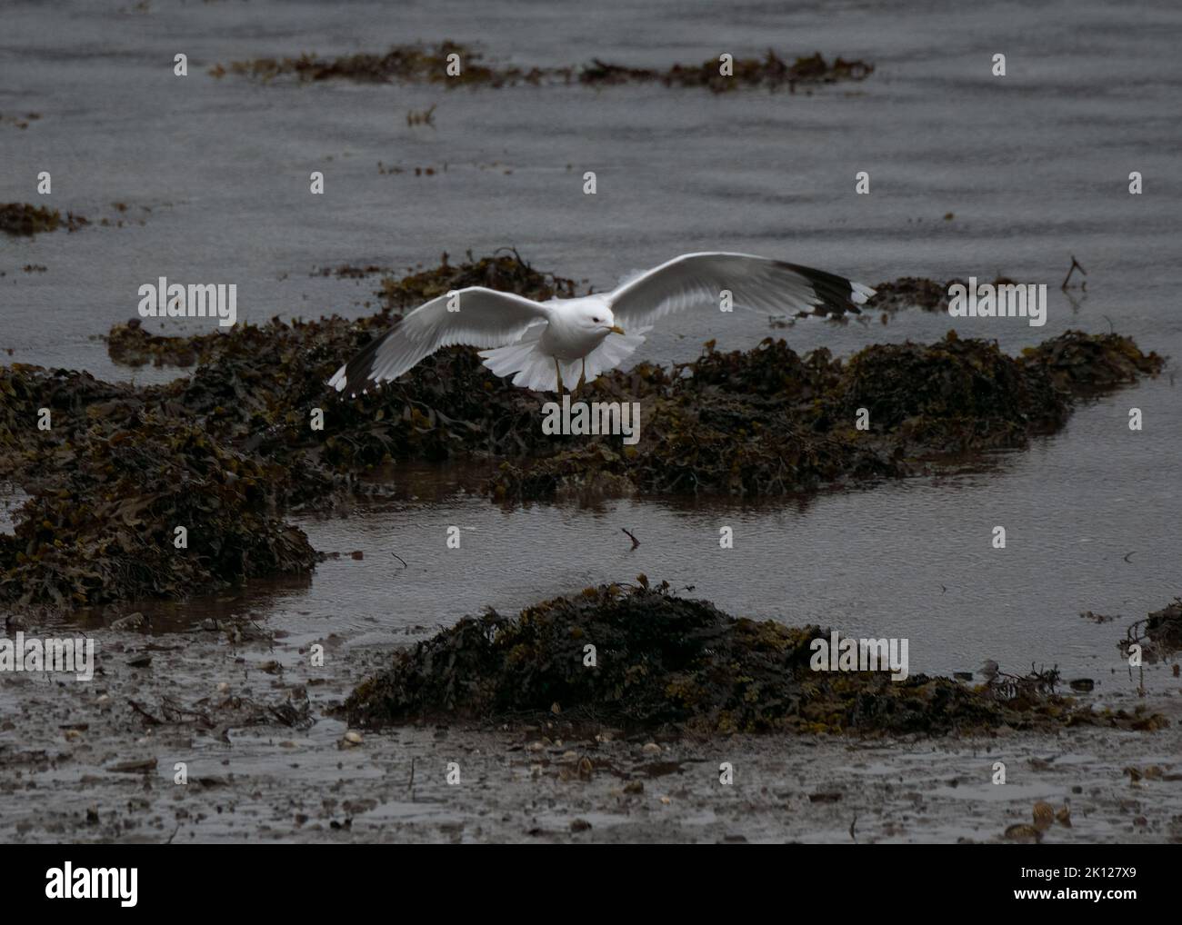 Gull common (Larus canus), landing at the edge of a loch Stock Photo